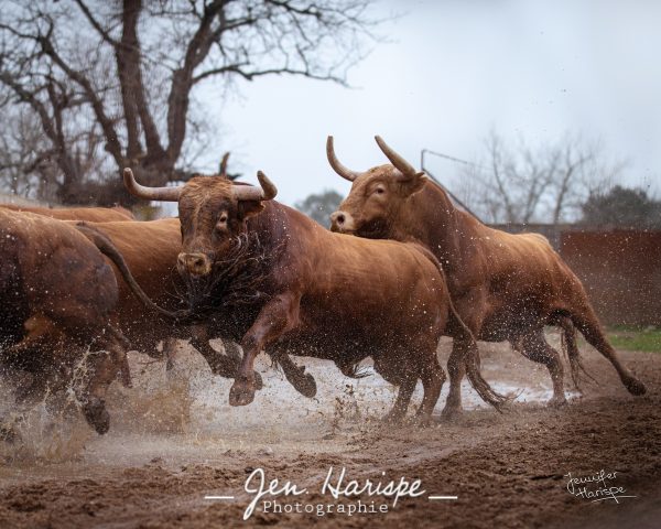 Cadre en bois 50x70 – Lot de Toros Pedraza de Yeltes (Salamanque 2022)