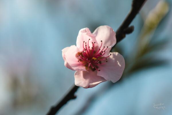 Carte photo fine art – Pêcher en fleurs