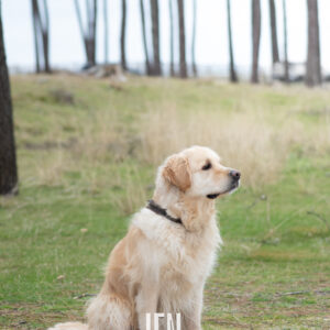 Portraits animaux - chien