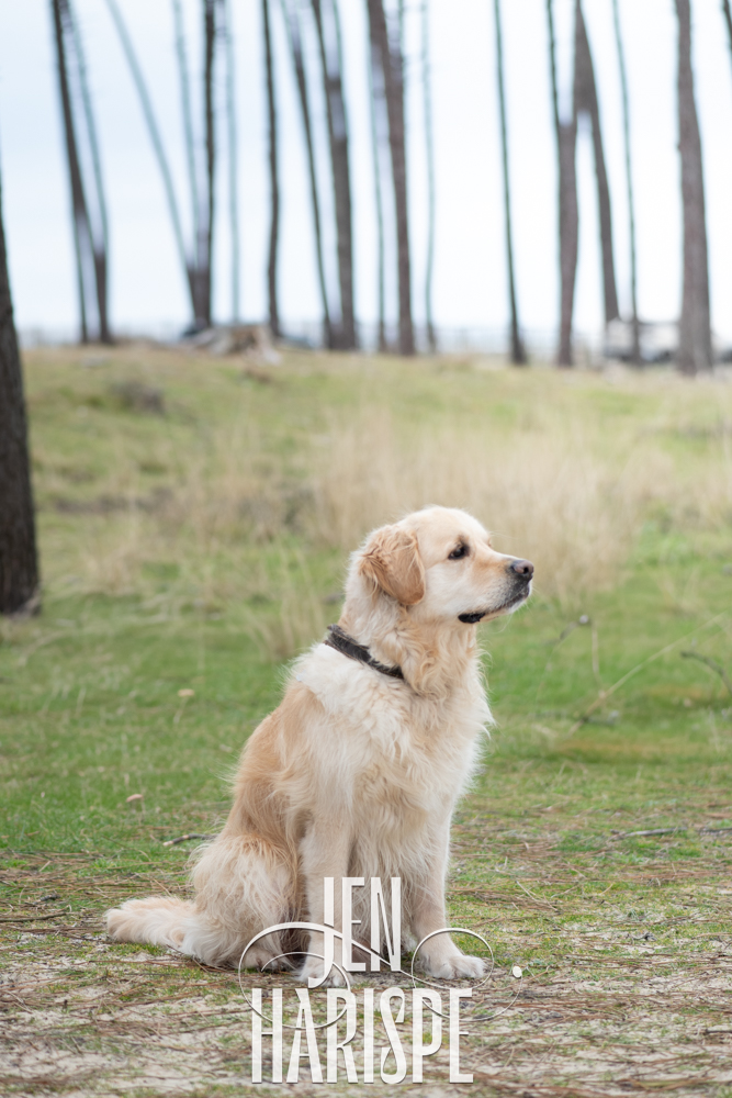 Portraits animaux - chien